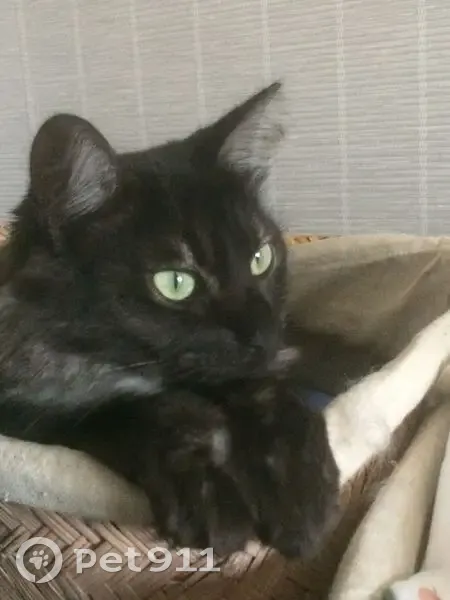 Chatte Smoki perdue, Limoges, collier rouge - photo