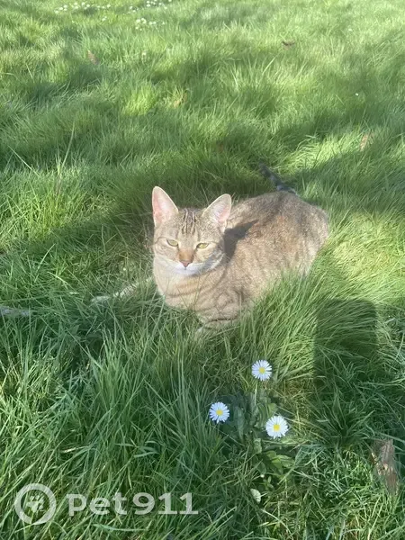 Chatte tigrée perdue à Saint-Élix-le-Château - photo