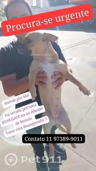 Cachorro perdido Fêmea (brl000990) - photo