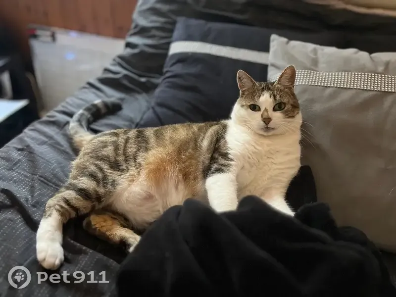 Chatte tigrée-blanche perdue à Rougegoutte - photo