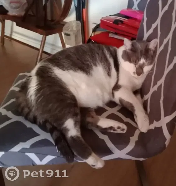Chat perdu : Polo, blanc et gris, Troyes - photo