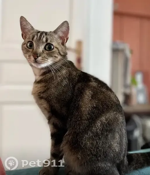 Chatte tigrée perdue, puce/vaccins OK - photo
