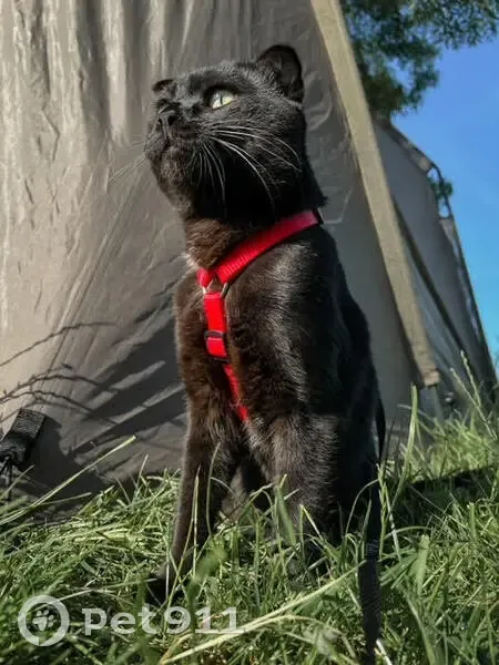 Chat noir perdu à Ormes : Kim, 3 ans - photo