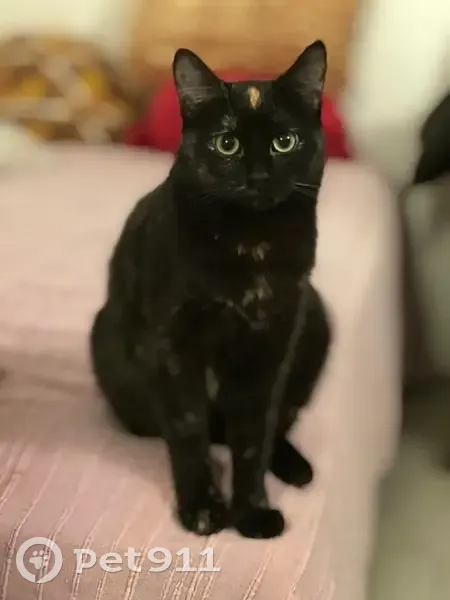 Chatte écaille perdue, rue Jean Cottin - photo
