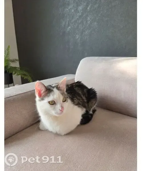 Chat perdu : Blanc et tigré à Larré - photo