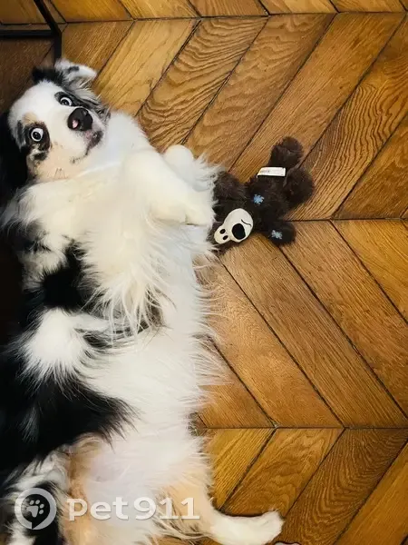 Sachi, chienne blanche/noire perdue à Paris - photo