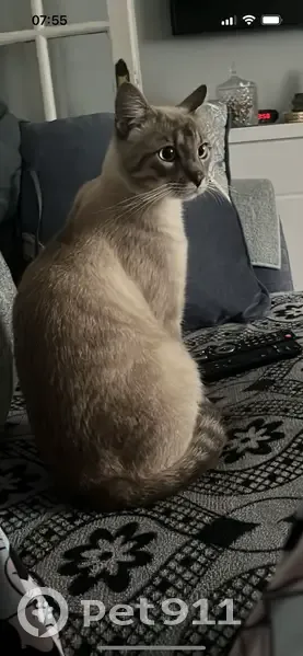 Chat trouvé à Bezons, nous a suivi. - photo
