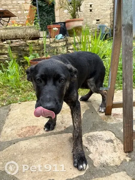Chiot femelle trouvée, sociable à Courcôme - photo