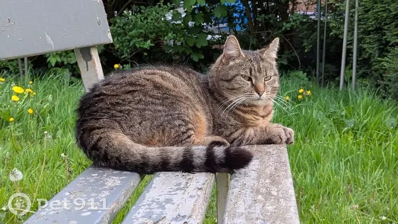 Chatte perdue à Rubrouck : Champi  - photo
