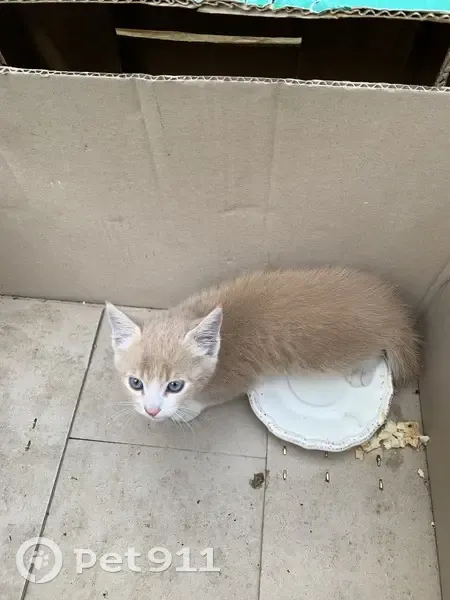 Chaton gris clair trouvé à Montauban - photo