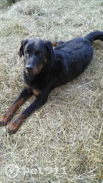 Chien Beauceron noir et feu perdu - photo