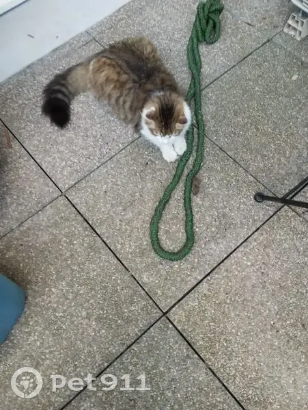 Chat perdu, gris marron et blanc, Aubervilliers - photo