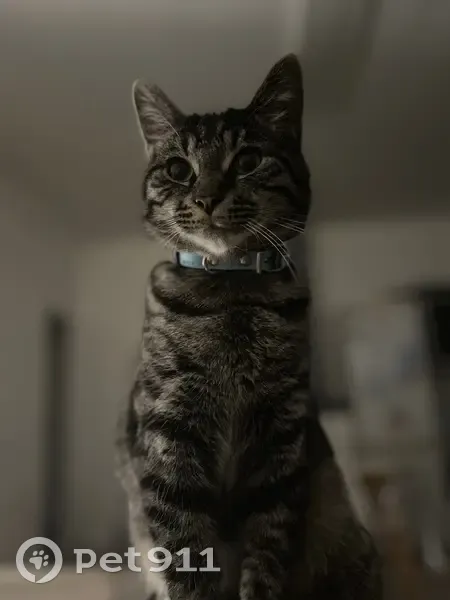 Chat perdu, gris rayé, craintif à Denain - photo