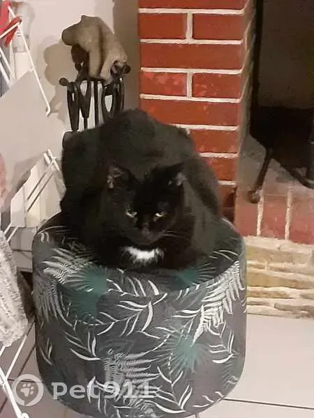 Chat perdue Lili sortie par fenêtre ouverte - photo
