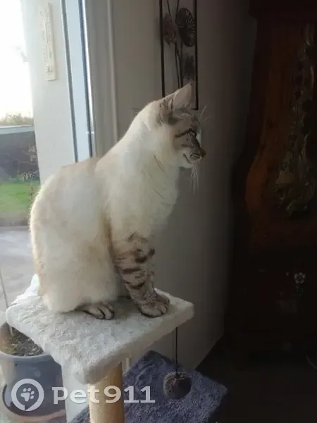Chat beige perdu, queue tigrée, yeux bleus - photo