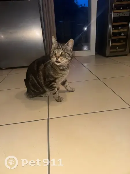 Chat trouvé Chemin Des Bornes, Reignier - photo