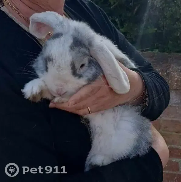 Lapin bélier apprivoisé trouvé à Acq - photo
