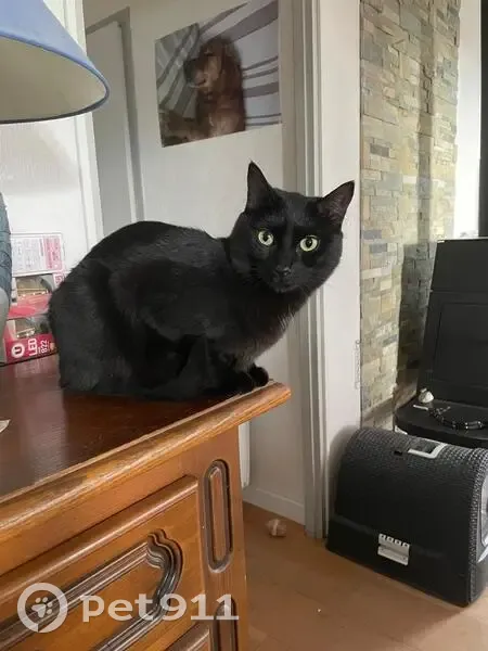 Chatte noire perdue à Saint-Paul-en-Chablais - photo