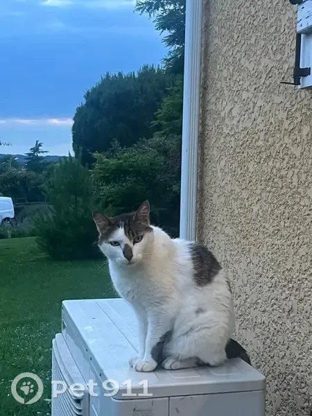 Chat mâle trouvé, castré, non tatoué - photo