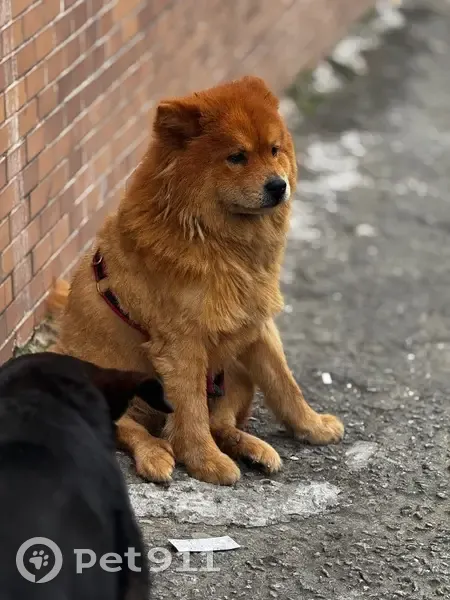 Cachorro encontrado - photo