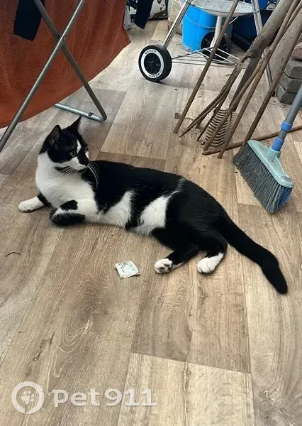 Chat perdu noir et blanc, très peureux - photo