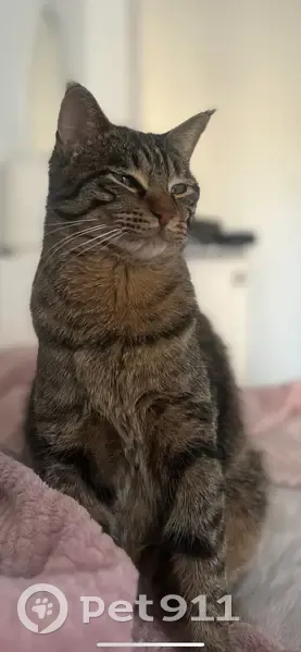 Chat mâle tigré perdu à Clamart - photo