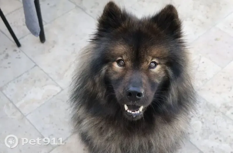 Chien eurasier perdu à Savennières - photo