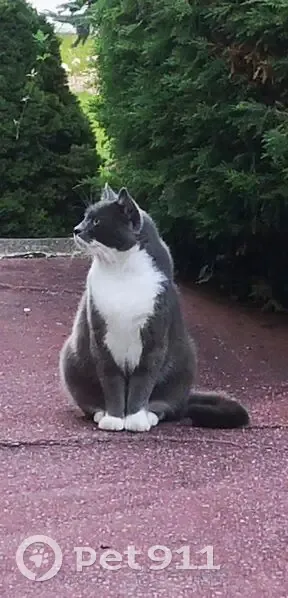 Chat perdu : Chaussette, mâle craintif - photo