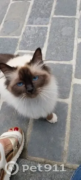 Chat trouvé Rue Danton, Rennes - photo