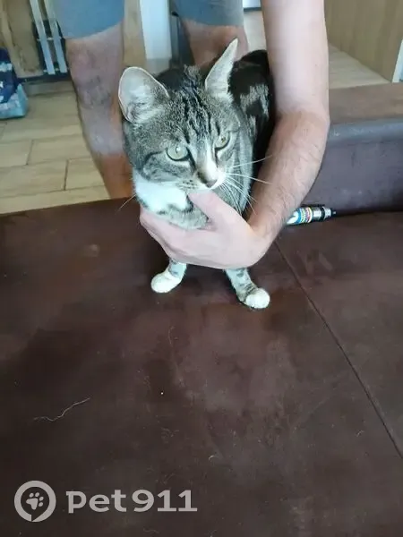 Chatte tigrée trouvée à Toulon - photo