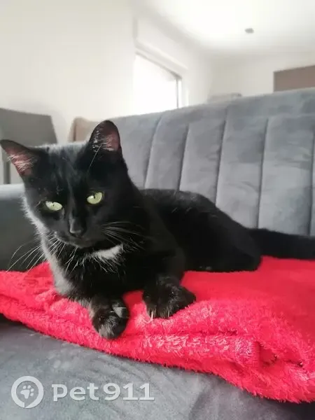 Chat disparu Garçon, Gœulzin (fl553941) - photo