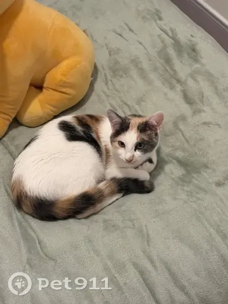 Chat disparu Fille, Antony (fl553946) - photo
