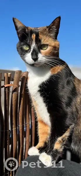 Chat disparu Fille, Saint-Priest (fl553948) - photo