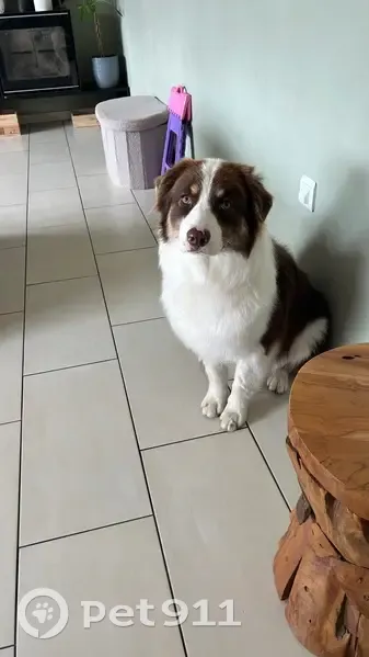 Chien disparu Garçon, Bruay-sur-l'Escaut (fl553953) - photo