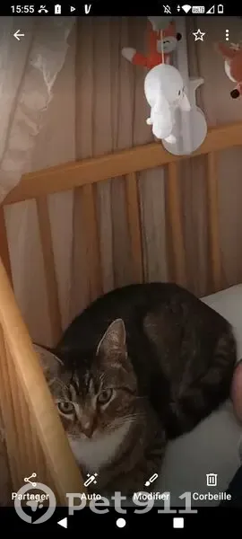 Chat disparu Garçon, Toulouse (fl553957) - photo