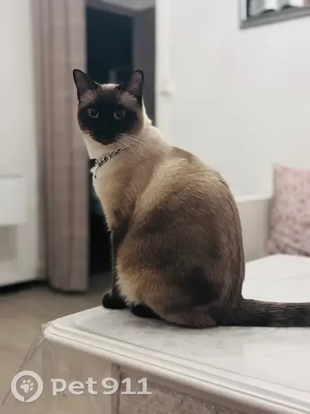 Chat disparu Garçon, Nîmes (fl553959) - photo