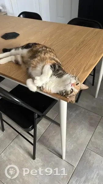 Chat disparu Fille (fl553962) - photo