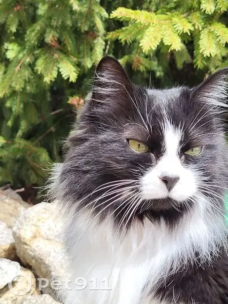 Chat disparu Fille, Villeneuve-lès-Béziers (fl553965) - photo