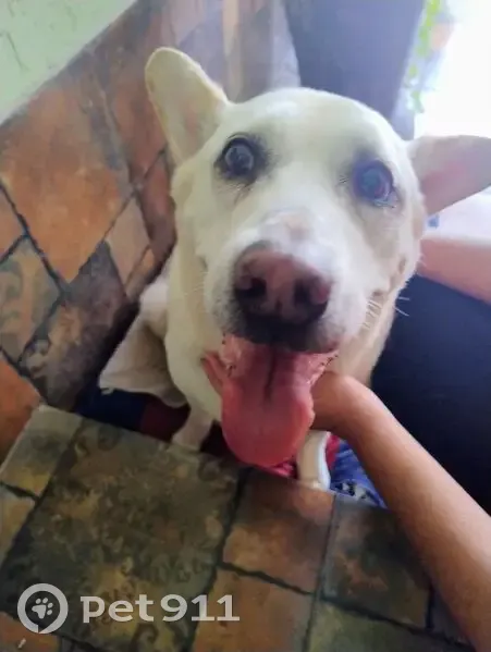 Cachorro encontrado - photo