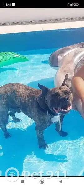 Chien disparu Garçon, Ozoir-la-Ferrière (fl553975) - photo