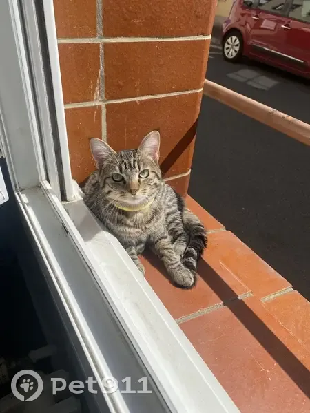 Chat disparu Garçon, Coulaines (fl553985) - photo