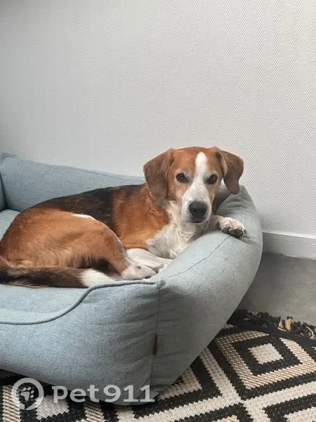 Beagle croisé perdu, Empalot, Toulouse - photo