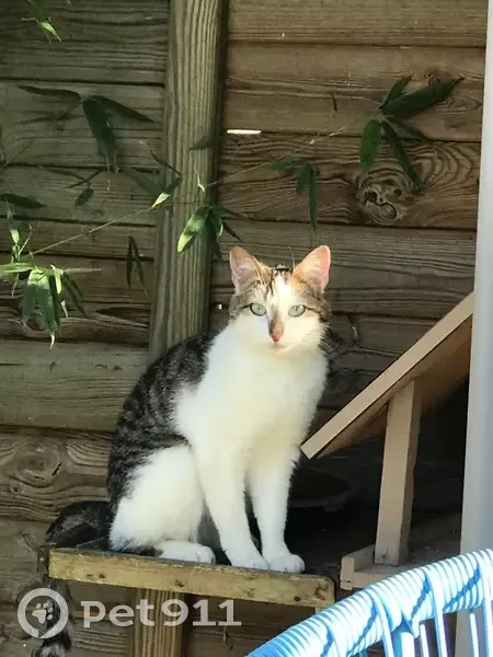 Chatte errante apprivoisée à Saclas - photo