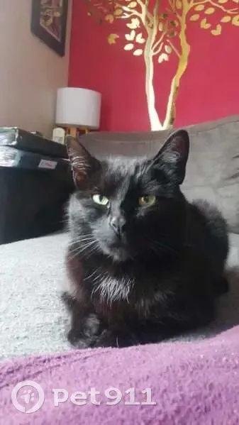 Chatte noire perdue, étoile blanche cou - photo