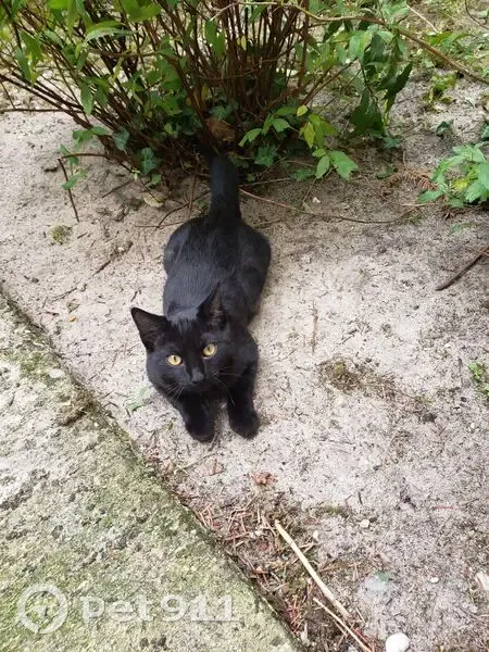 Chat noir 13 mois perdu, Talence - photo