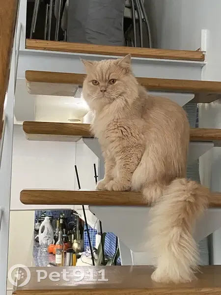 Chat crème perdu, Rue Cardinet, Paris - photo