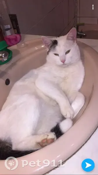Chat perdu : Boo, blanc tacheté noir, Bénéjacq - photo
