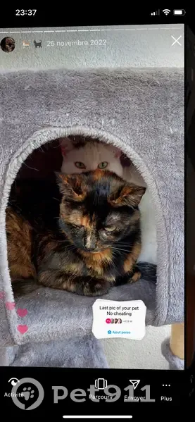 Chat écaille perdu à Pulnoy - photo