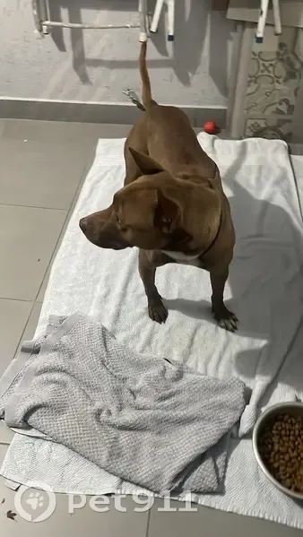 Cachorro encontrado - photo