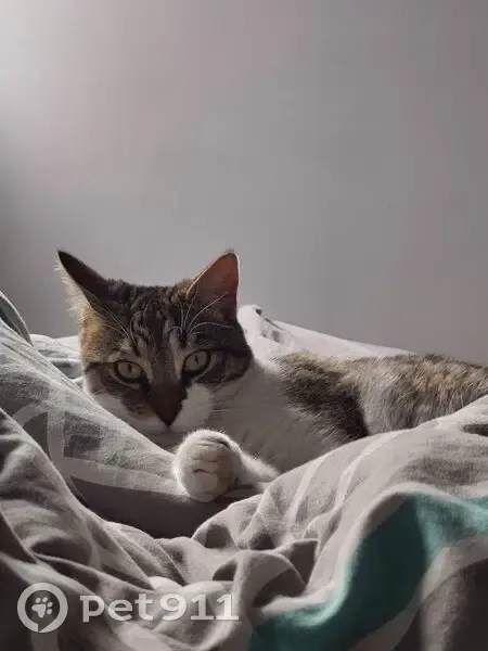 Chatte perdue Créma, pucée, craintive, Créteil - photo